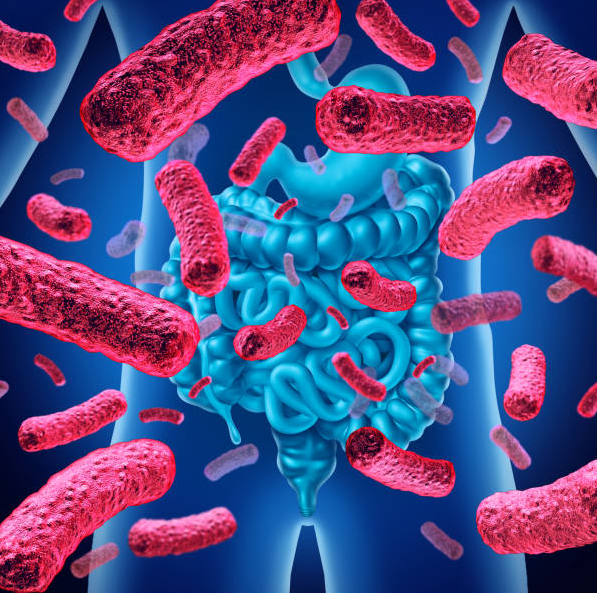 Decoding the Impact of Diet on Gut Microbiota: Implications for Human Health and Practical Tips for Dietary Choices